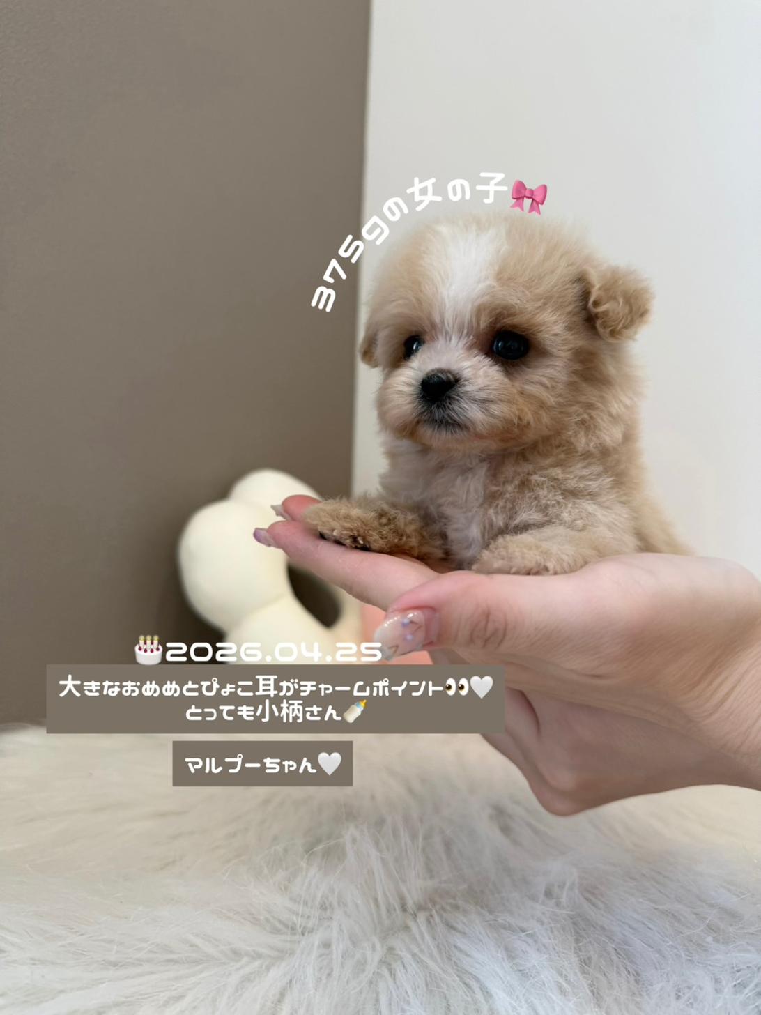 埼玉県のマルプー(マルチーズ×プードル) (PETSHOP FATIS/2026年4月25日生まれ/女の子/クリームホワイト)の子犬の1枚目の画像