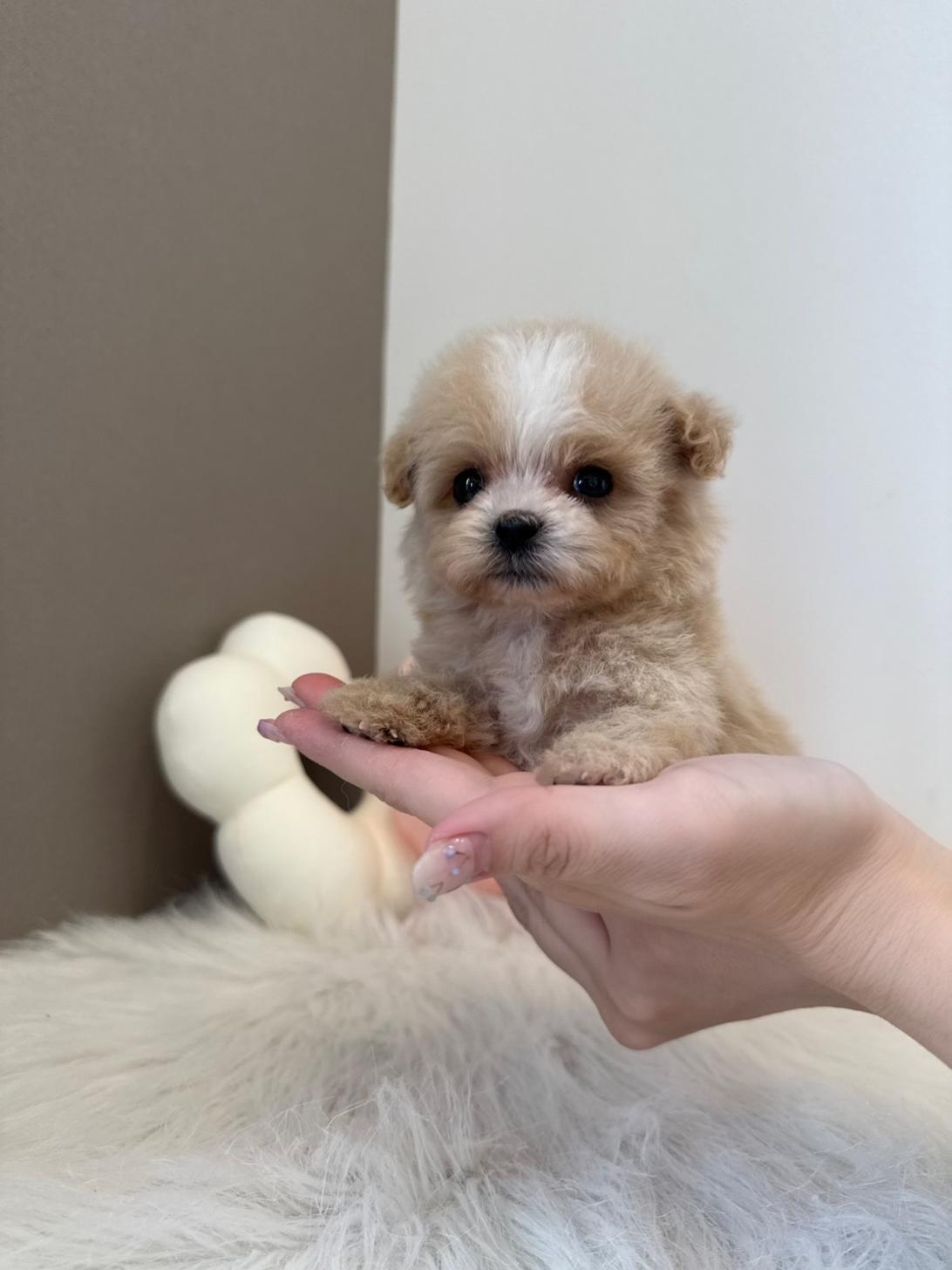 埼玉県のマルプー(マルチーズ×プードル) (PETSHOP FATIS/2026年4月25日生まれ/女の子/クリームホワイト)の子犬の4枚目の画像