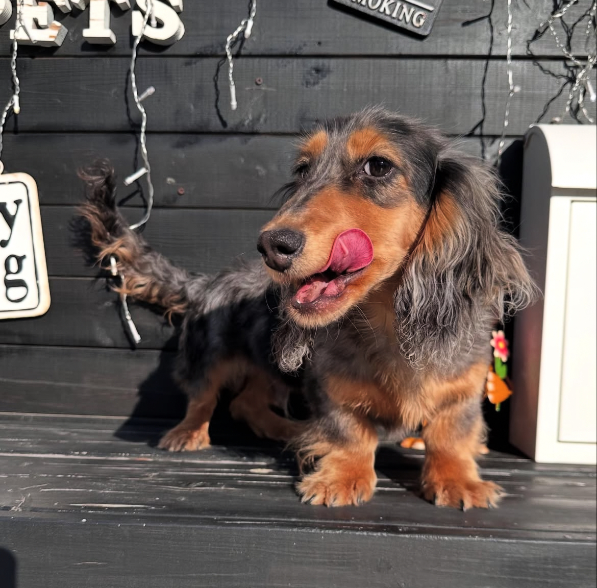 埼玉県のミニチュアダックスフンド(ロング) (ADELE PETS/2024年9月28日生まれ/男の子/シルバーダップル)の子犬