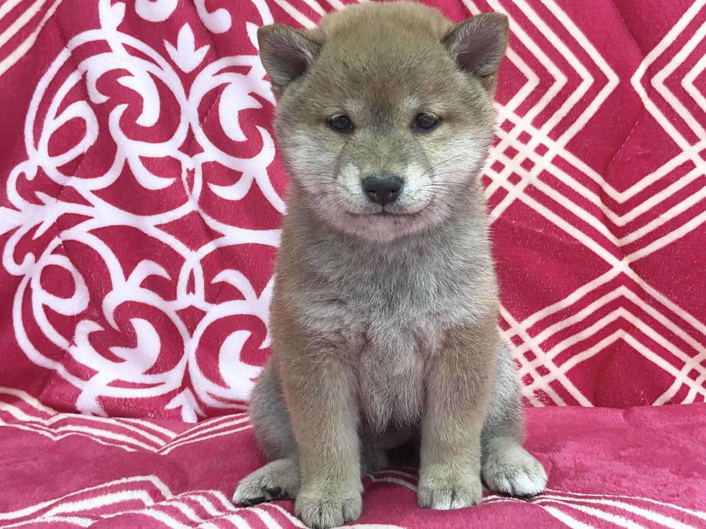 愛知県の柴犬(標準サイズ) (ハピースペット春日井アミーゴ店/2026年1月14日生まれ/女の子/赤)の子犬の1枚目の画像