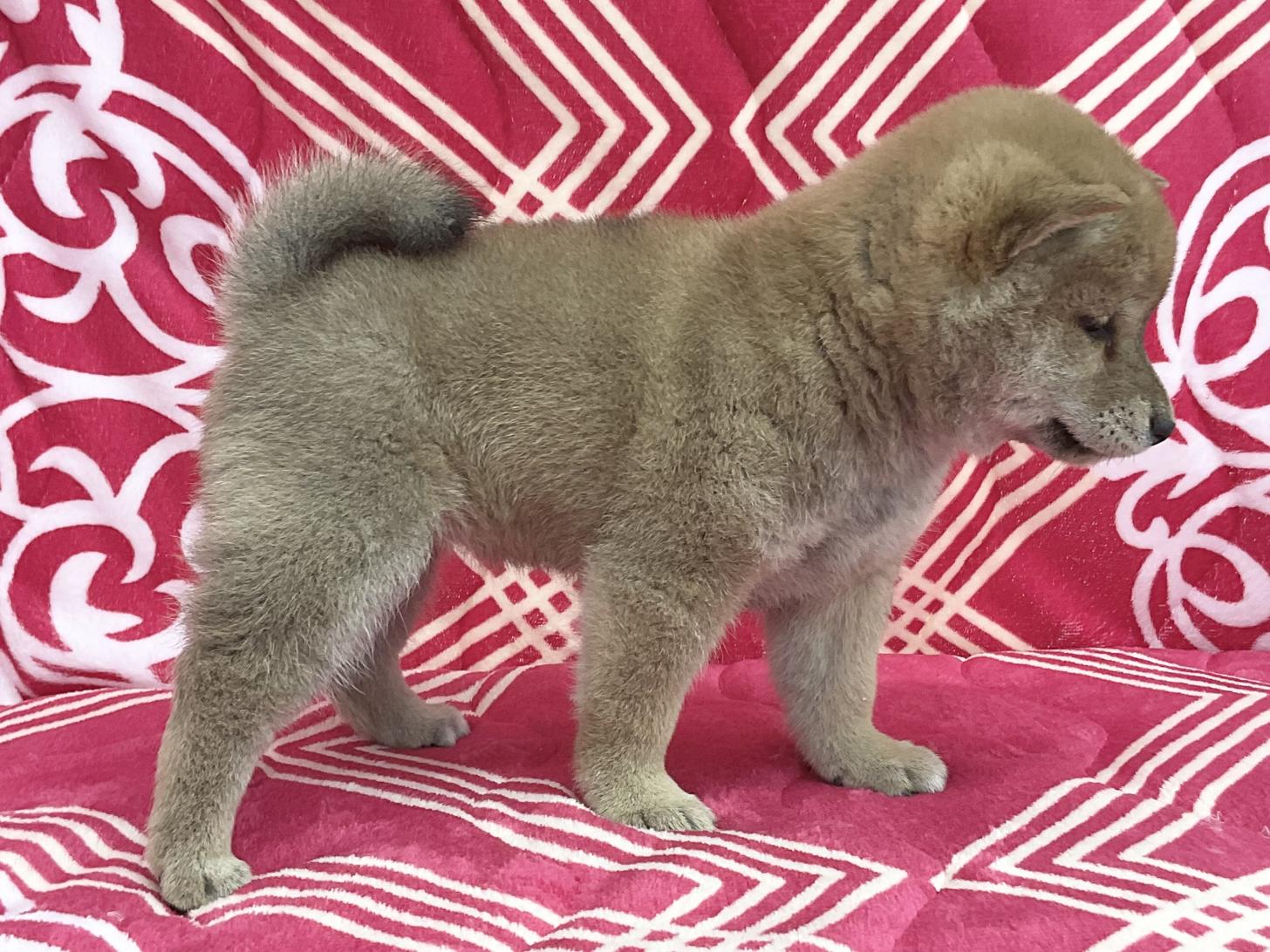 愛知県の柴犬(標準サイズ) (ハピースペット春日井アミーゴ店/2026年1月14日生まれ/女の子/赤)の子犬の3枚目の画像