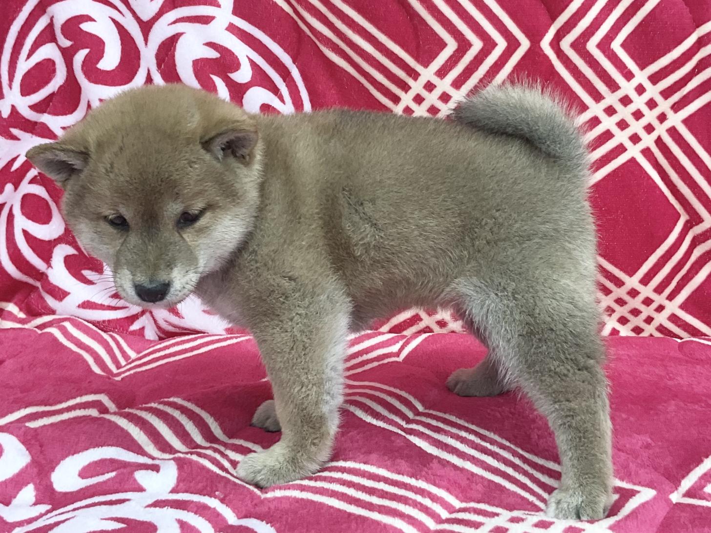 愛知県の柴犬(標準サイズ) (ハピースペット春日井アミーゴ店/2026年1月14日生まれ/女の子/赤)の子犬の4枚目の画像