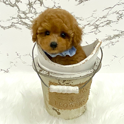 大阪府のタイニープードル (ぱぴぷぺっと大阪店/2025年6月10日生まれ/男の子/レッド)の子犬の1枚目の画像