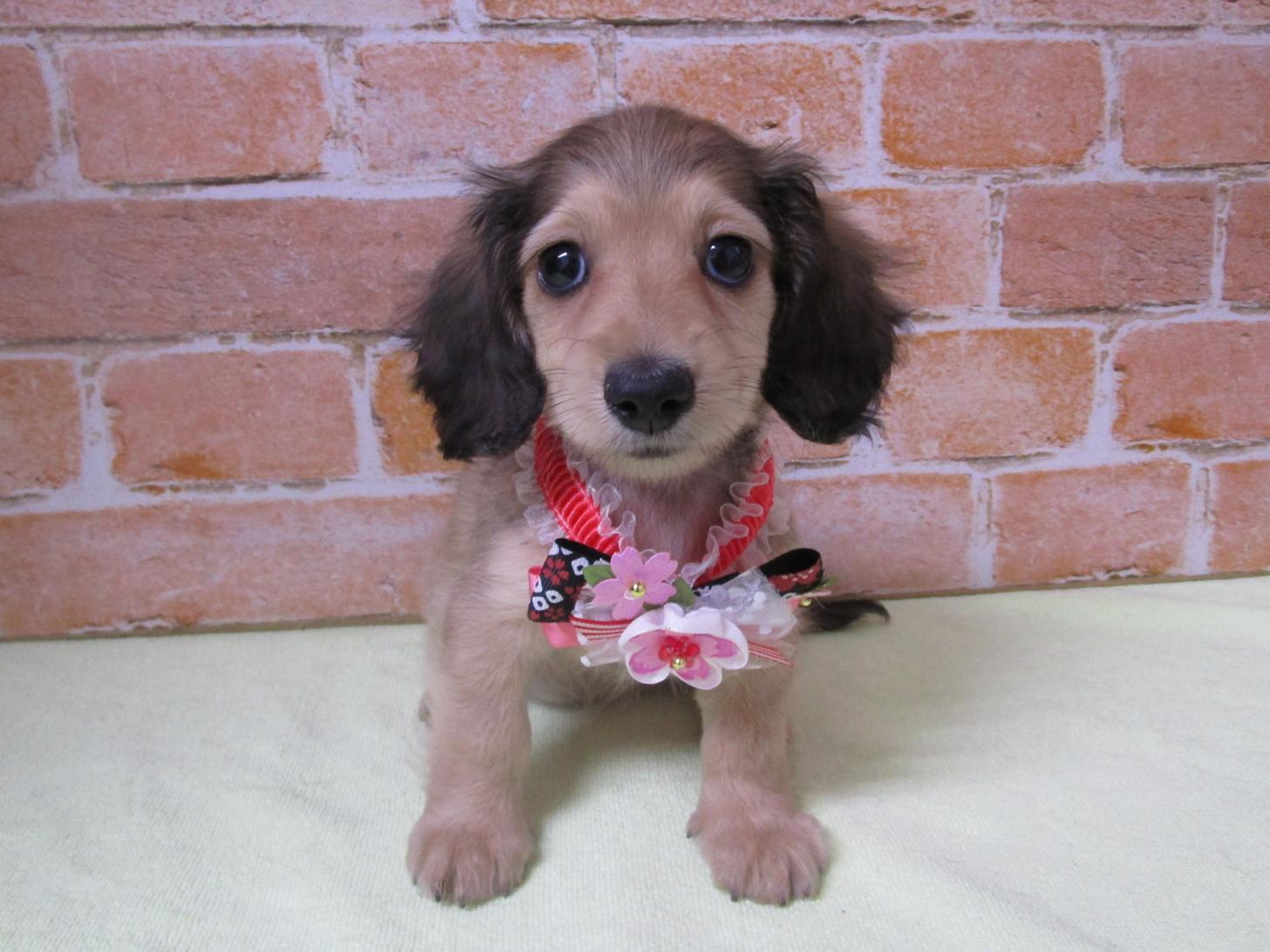 宮城県のミニチュアダックスフンド(ロング) (ズーズーカンパニー 八乙女店/2026年2月1日生まれ/女の子/シェーデットイエロー)の子犬の1枚目の画像