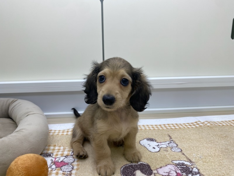 宮城県のミニチュアダックスフンド(ロング) (ズーズーカンパニー 八乙女店/2026年2月1日生まれ/女の子/シェーデットイエロー)の子犬の2枚目の画像