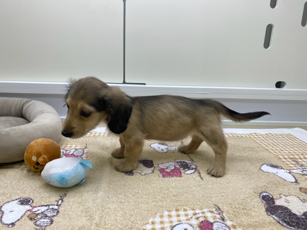 宮城県のミニチュアダックスフンド(ロング) (ズーズーカンパニー 八乙女店/2026年2月1日生まれ/女の子/シェーデットイエロー)の子犬の3枚目の画像