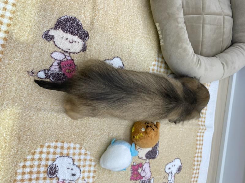 宮城県のミニチュアダックスフンド(ロング) (ズーズーカンパニー 八乙女店/2026年2月1日生まれ/女の子/シェーデットイエロー)の子犬の4枚目の画像