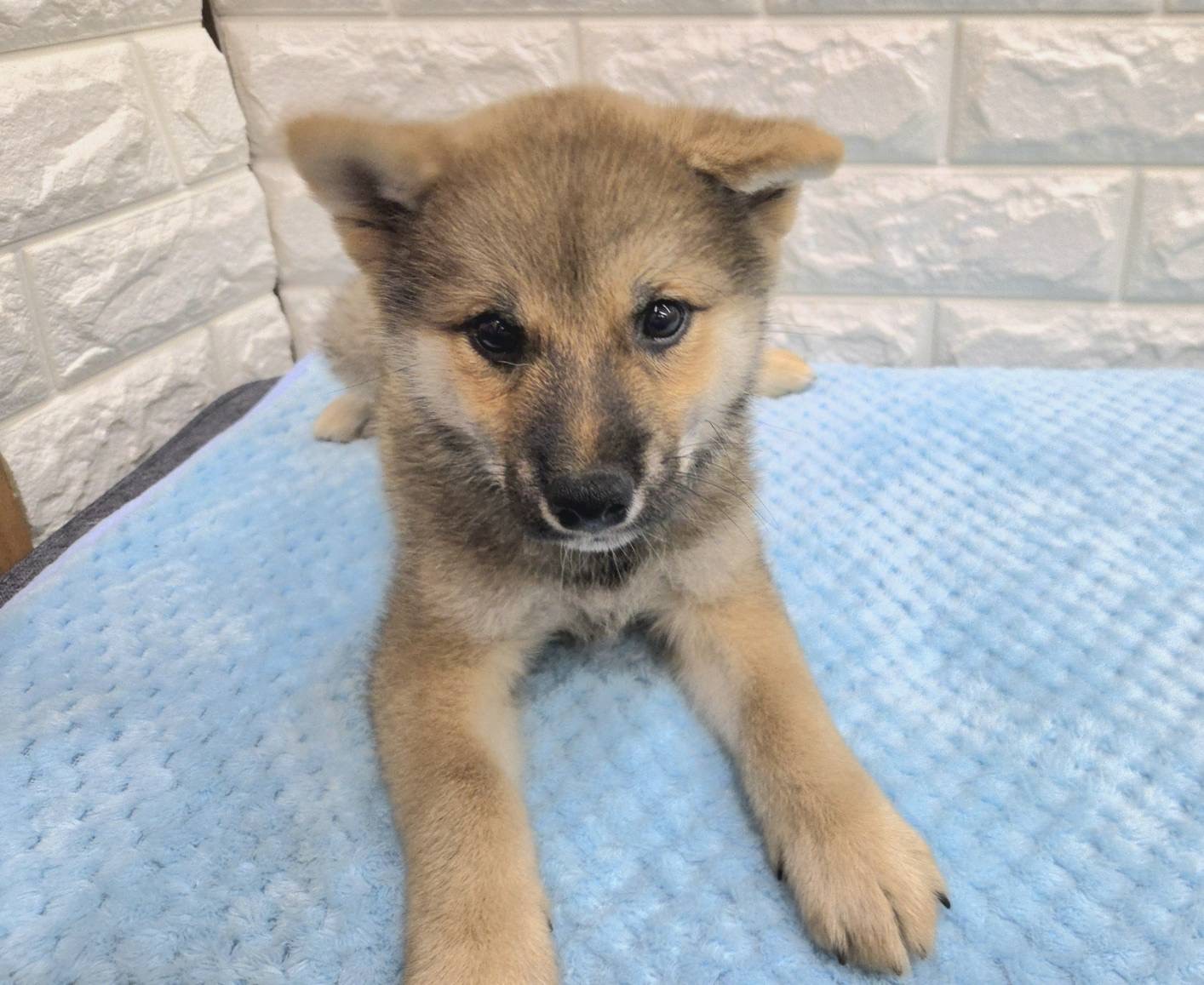 神奈川県の柴犬(標準サイズ) (ペッツコンシェル厚木下荻野店/2026年5月25日生まれ/男の子/赤)の子犬