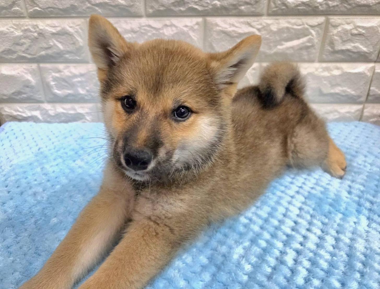 神奈川県の柴犬(標準サイズ) (ペッツコンシェル厚木下荻野店/2026年5月25日生まれ/男の子/赤)の子犬の2枚目の画像