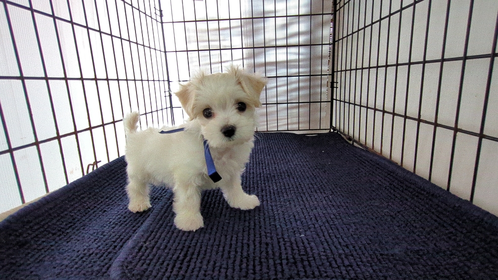 茨城県のハーフ犬・ミックス犬 (ペットショップスズキ/2026年7月31日生まれ/男の子/白)の子犬の1枚目の画像