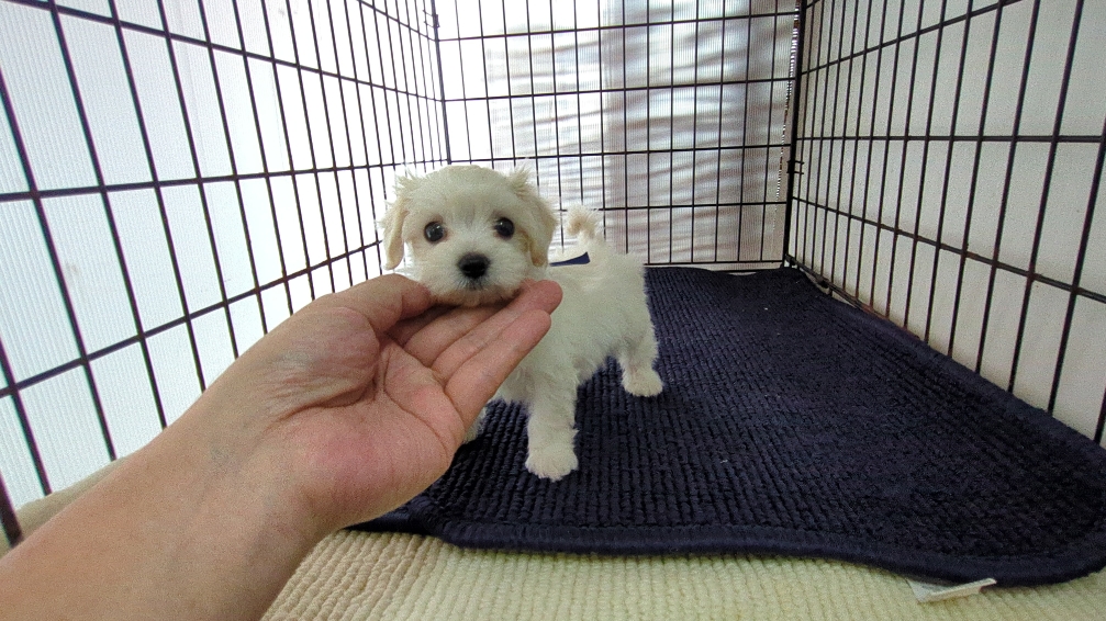 茨城県のハーフ犬・ミックス犬 (ペットショップスズキ/2026年7月31日生まれ/男の子/白)の子犬の2枚目の画像
