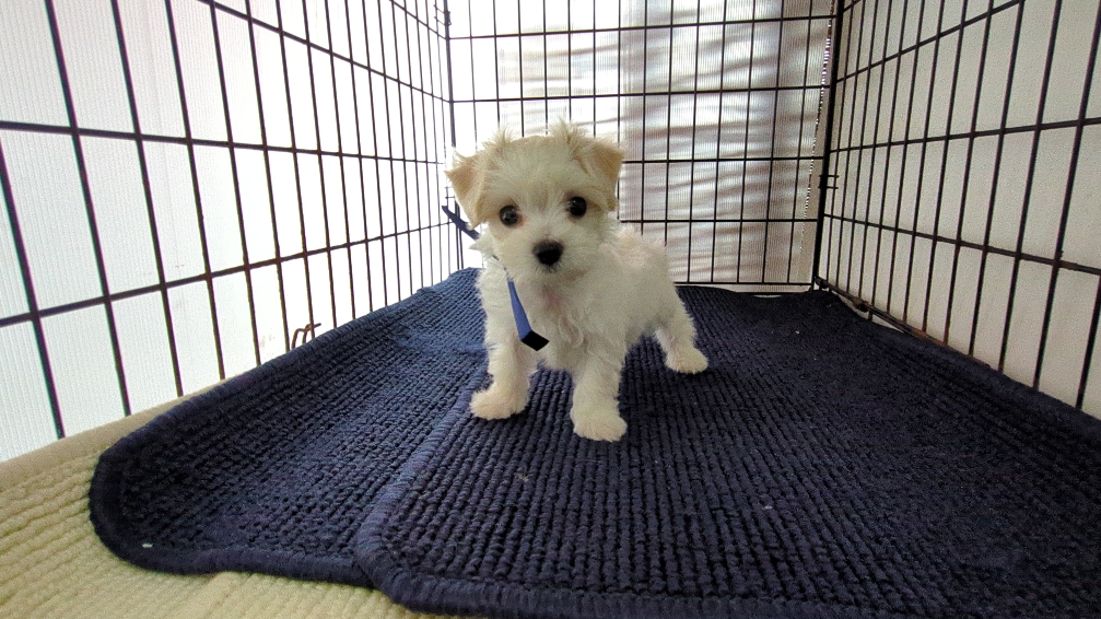 茨城県のハーフ犬・ミックス犬 (ペットショップスズキ/2026年7月31日生まれ/男の子/白)の子犬の3枚目の画像
