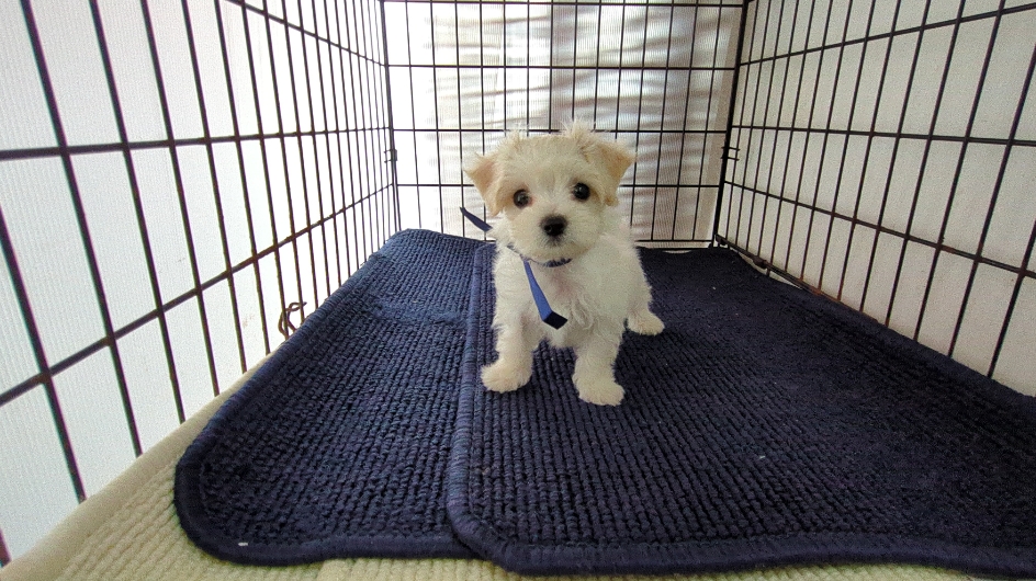 茨城県のハーフ犬・ミックス犬 (ペットショップスズキ/2026年7月31日生まれ/男の子/白)の子犬の4枚目の画像