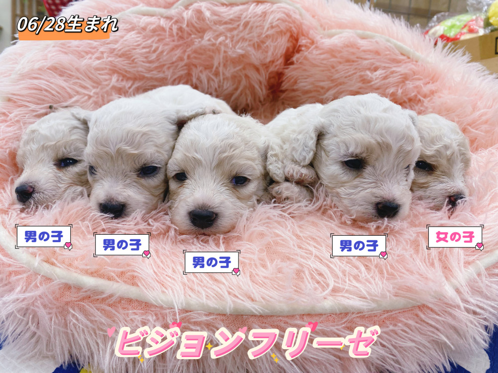 新潟県のビションフリーゼ (竹内ペット 新津本店/2026年6月28日生まれ/男の子/ホワイト)の子犬の1枚目の画像