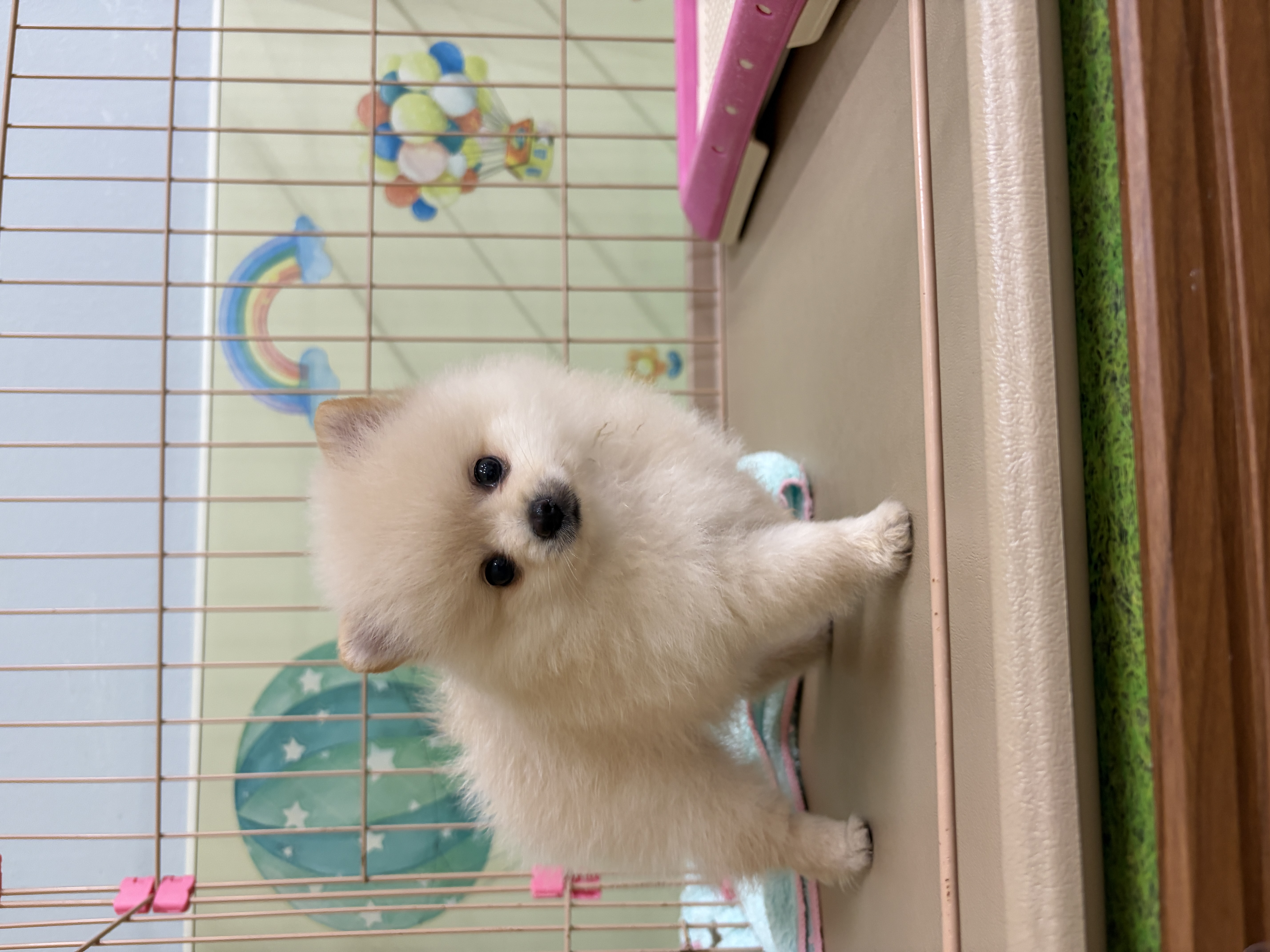 愛知県のポメラニアン (子いぬの足あと/2026年8月1日生まれ/女の子/クリーム)の子犬