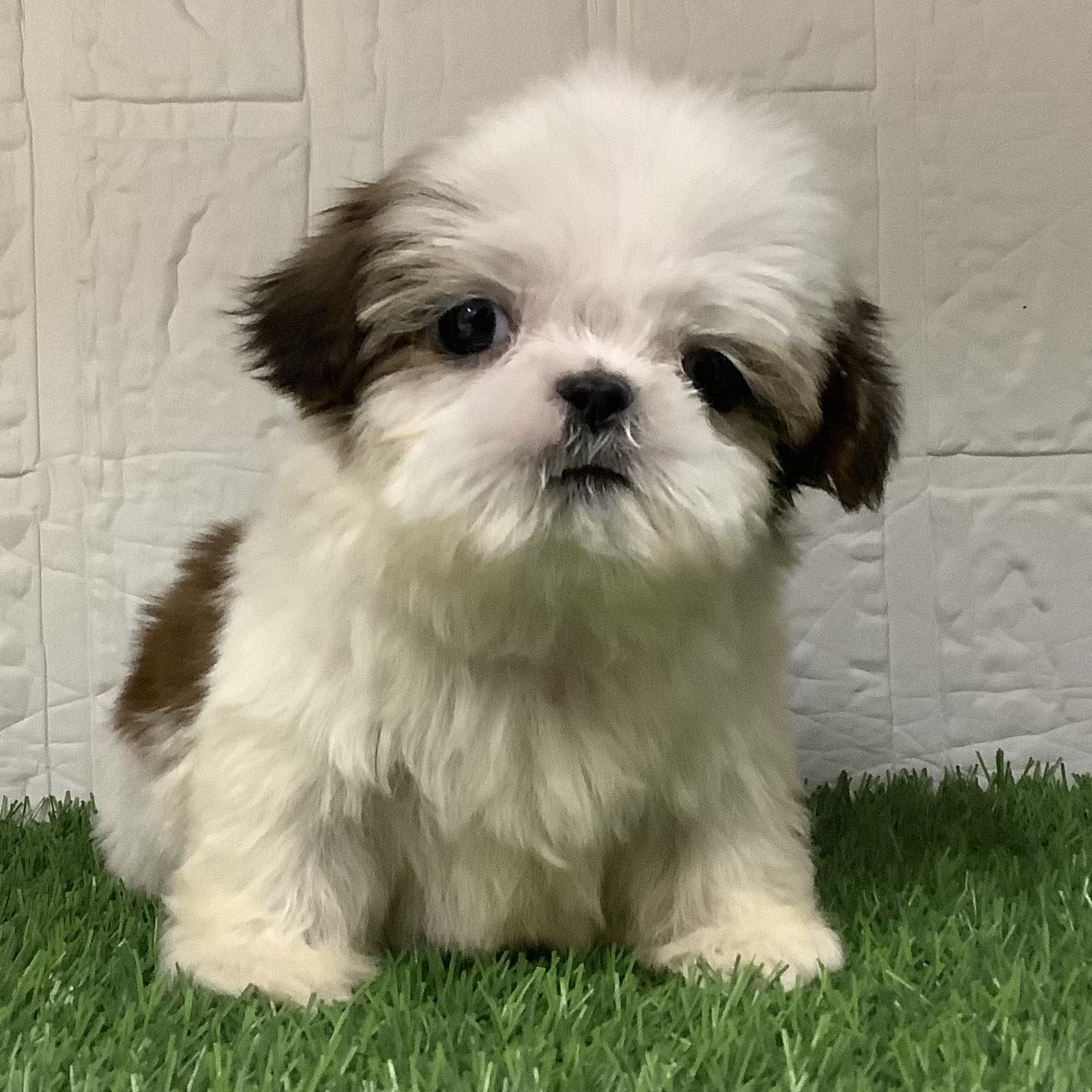 福岡県のシーズー (ディスワン ドッグズホーム大野城店/2026年1月19日生まれ/男の子/ゴールドホワイト)の子犬