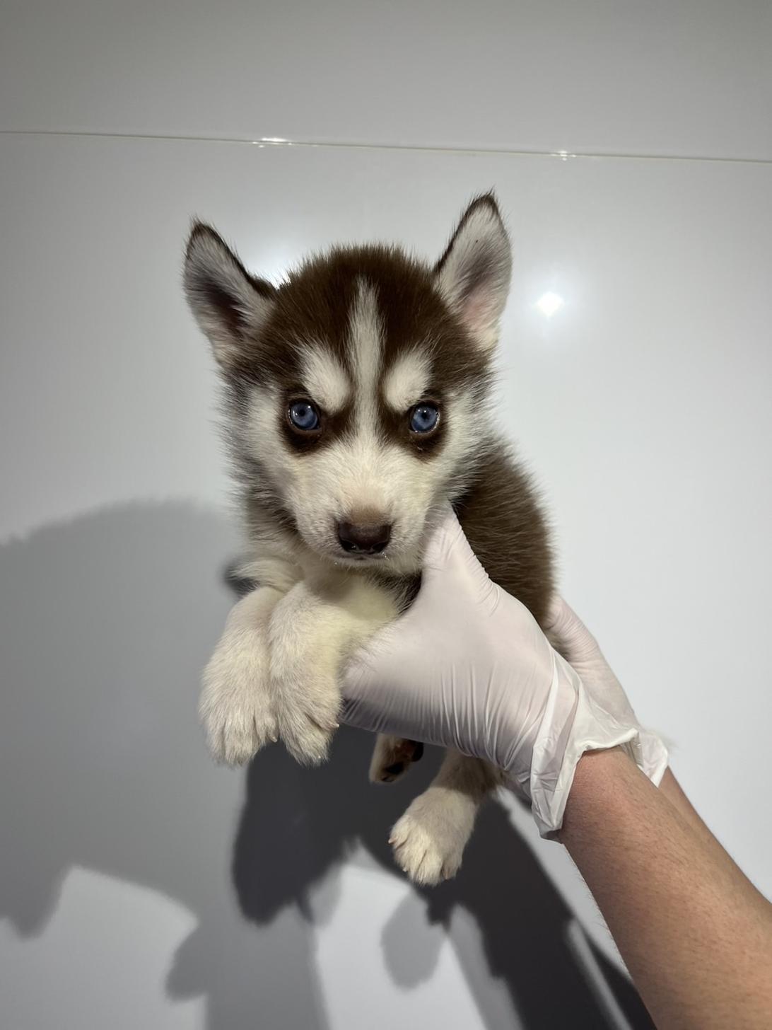 埼玉県のシベリアンハスキー (ペッツスマイル加須インター店/2025年12月14日生まれ/男の子/チョコレートホワイト)の子犬の1枚目の画像