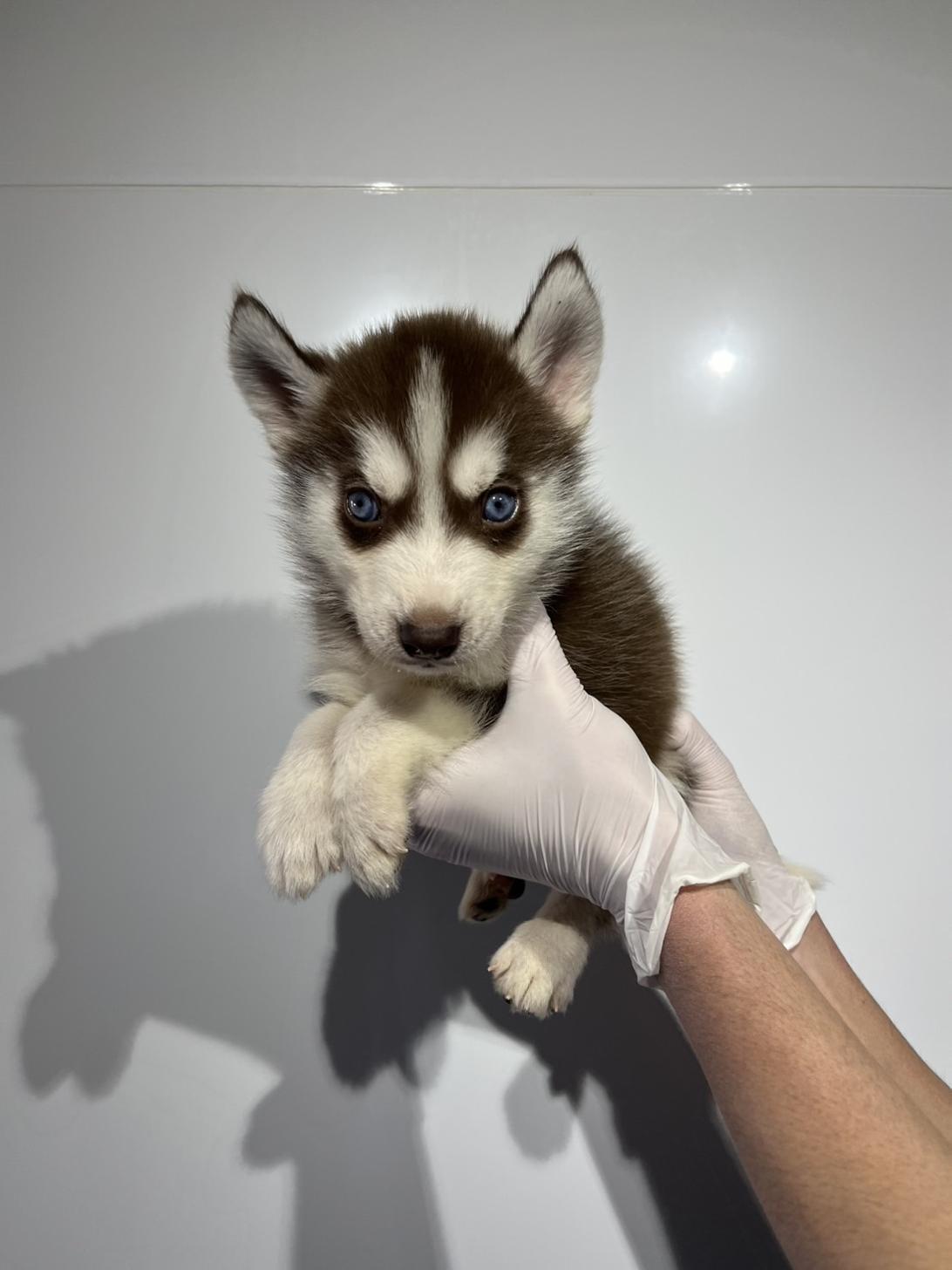 埼玉県のシベリアンハスキー (ペッツスマイル加須インター店/2025年12月14日生まれ/男の子/チョコレートホワイト)の子犬の3枚目の画像