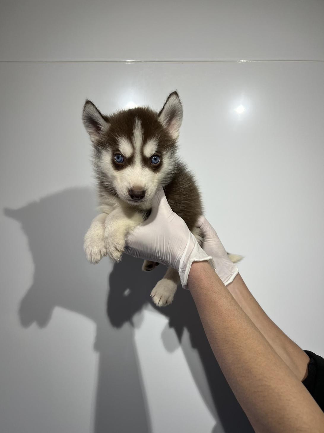 埼玉県のシベリアンハスキー (ペッツスマイル加須インター店/2025年12月14日生まれ/男の子/チョコレートホワイト)の子犬の4枚目の画像