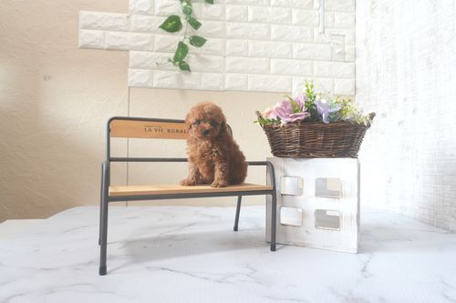 滋賀県のトイプードル(トイ) (いっぷく湖南店/2025年7月14日生まれ/男の子/レッドフォーン)の子犬の1枚目の画像