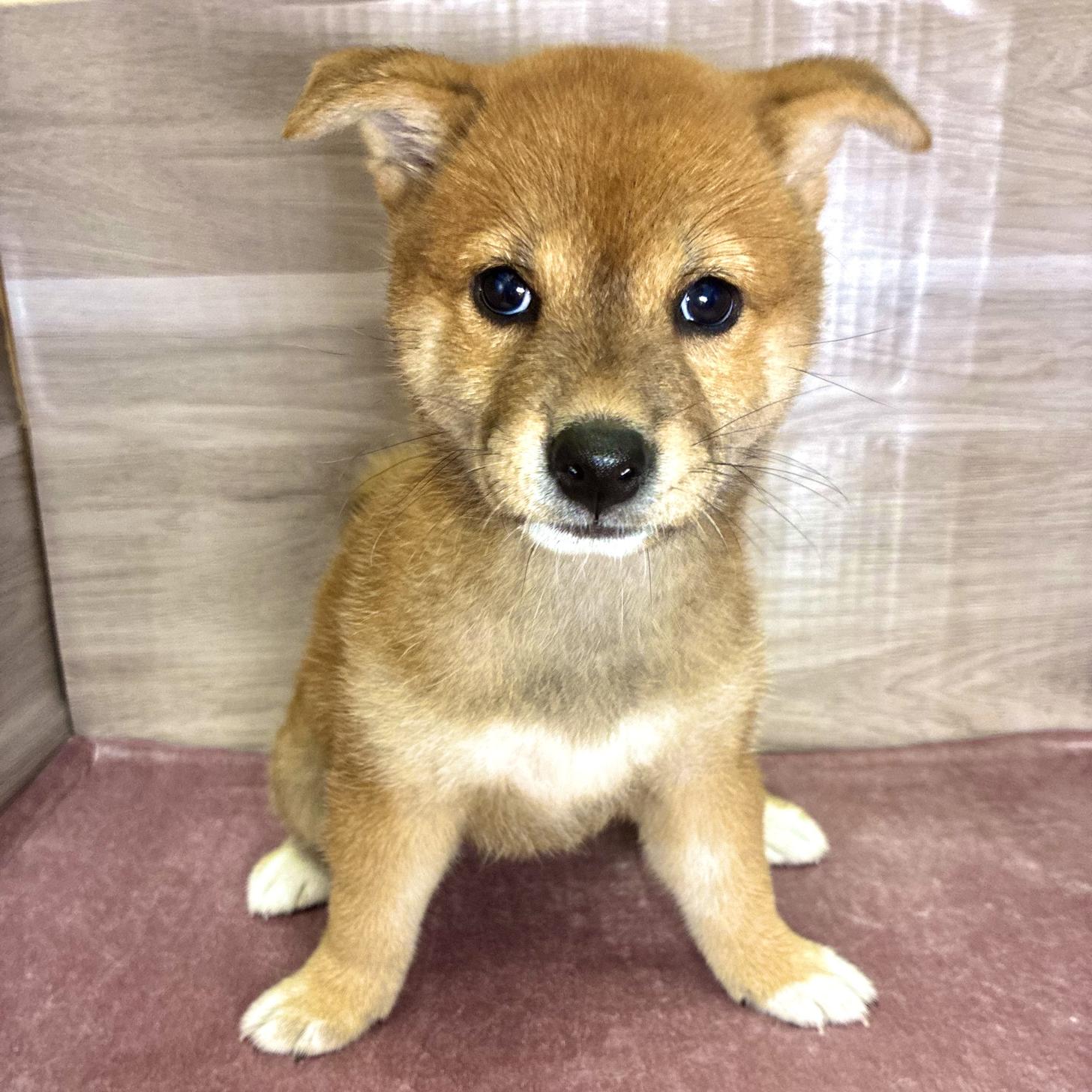 岐阜県の柴犬(標準サイズ) (ペッツビレッジ大垣店/2026年6月23日生まれ/女の子/赤)の子犬