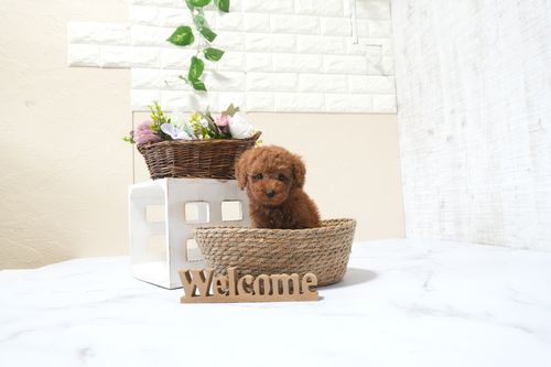 滋賀県のトイプードル(タイニー) (いっぷく湖南店/2025年9月22日生まれ/女の子/レッドフォーン)の子犬の1枚目の画像