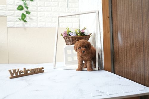 滋賀県のトイプードル(タイニー) (いっぷく湖南店/2025年9月22日生まれ/女の子/レッドフォーン)の子犬の2枚目の画像