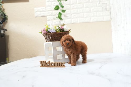 滋賀県のトイプードル(タイニー) (いっぷく湖南店/2025年9月22日生まれ/女の子/レッドフォーン)の子犬の3枚目の画像