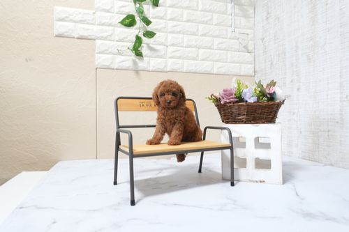 滋賀県のトイプードル(タイニー) (いっぷく湖南店/2025年9月22日生まれ/女の子/レッドフォーン)の子犬の4枚目の画像