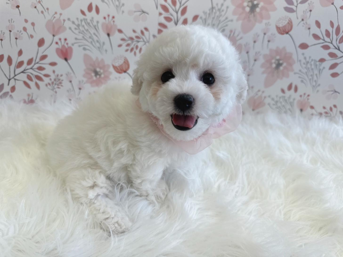 大阪府のビションフリーゼ (ぱぴぷぺっと大阪店/2026年1月17日生まれ/女の子/ホワイト)の子犬の1枚目の画像