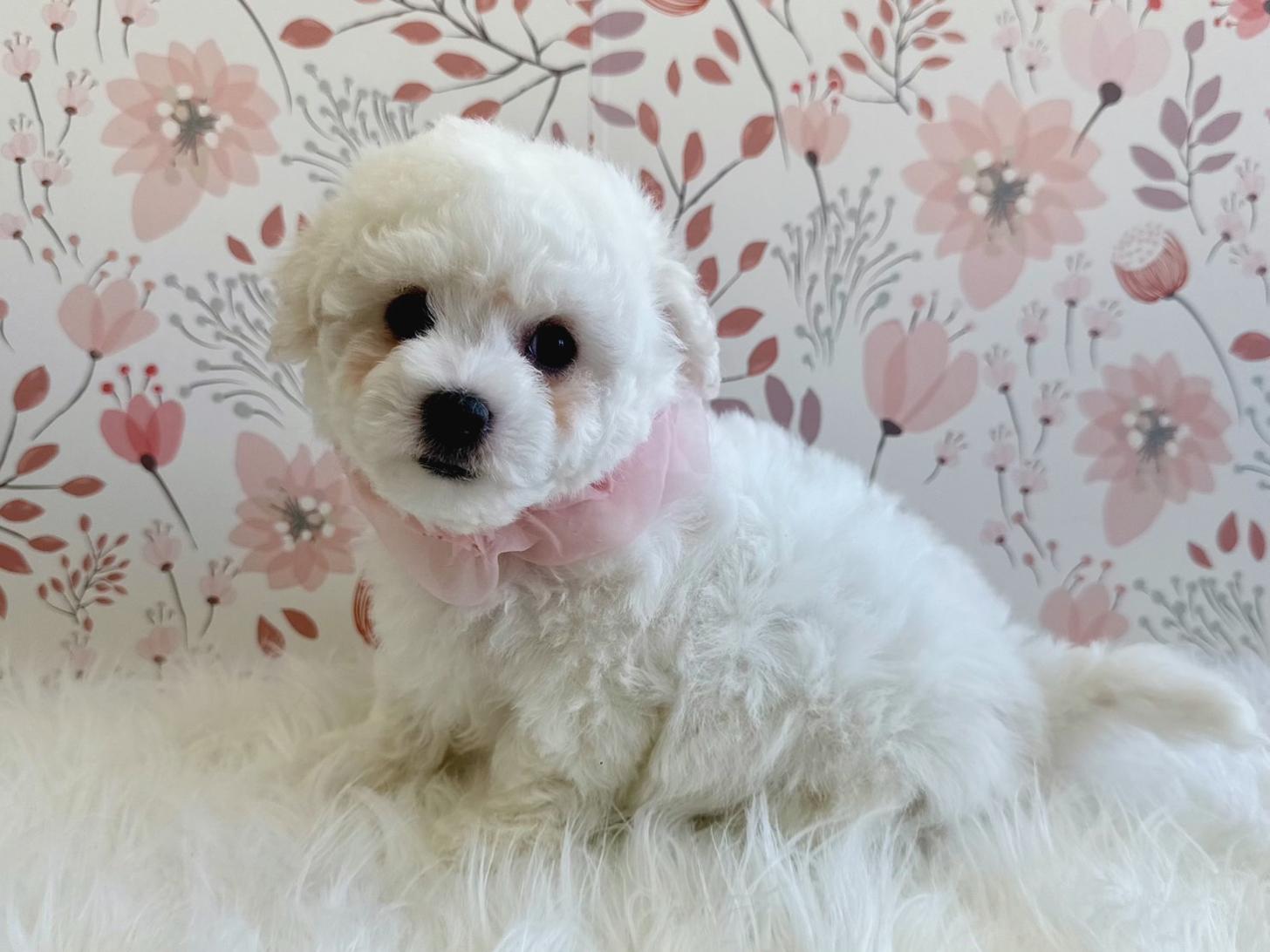 大阪府のビションフリーゼ (ぱぴぷぺっと大阪店/2026年1月17日生まれ/女の子/ホワイト)の子犬の2枚目の画像