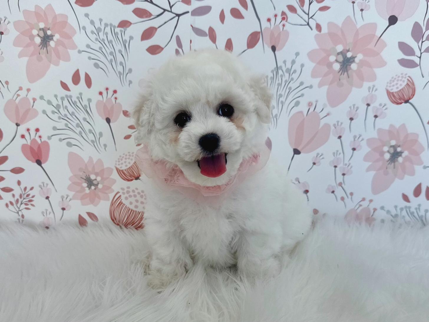 大阪府のビションフリーゼ (ぱぴぷぺっと大阪店/2026年1月17日生まれ/女の子/ホワイト)の子犬の3枚目の画像