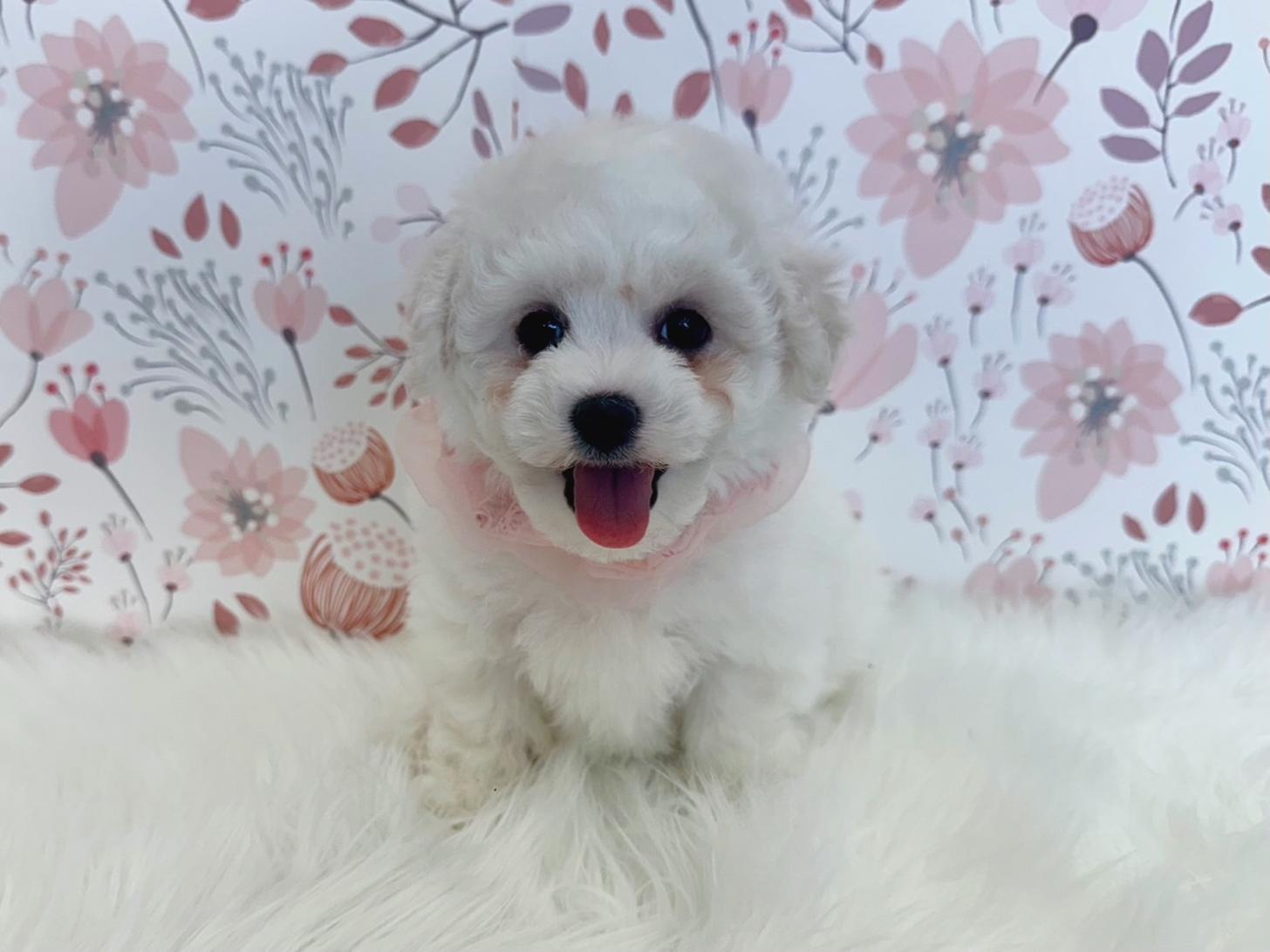 大阪府のビションフリーゼ (ぱぴぷぺっと大阪店/2026年1月17日生まれ/女の子/ホワイト)の子犬の4枚目の画像