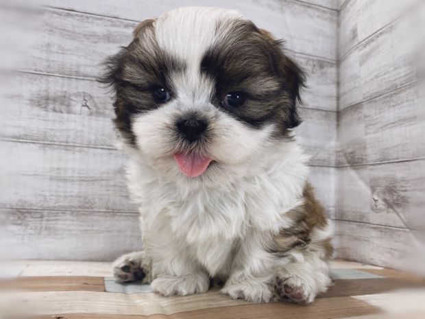 新潟県のシーズー (竹内ペット 新津本店/2025年12月13日生まれ/男の子/ホワイトゴールド)の子犬