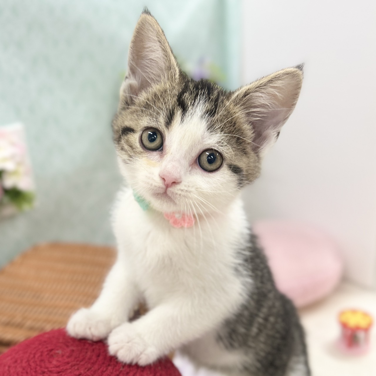 神奈川県のスコティッシュフォールド (にゃんこハウスPAW/2025年11月10日生まれ/女の子/ブラウンタビーホワイト)の子猫の1枚目の画像