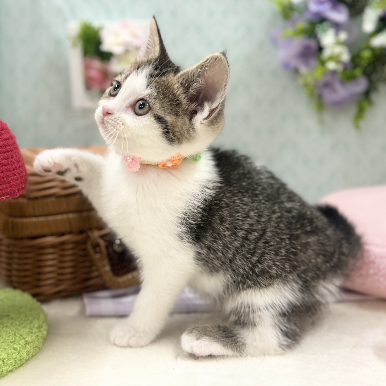 神奈川県のスコティッシュフォールド (にゃんこハウスPAW/2025年11月10日生まれ/女の子/ブラウンタビーホワイト)の子猫の3枚目の画像