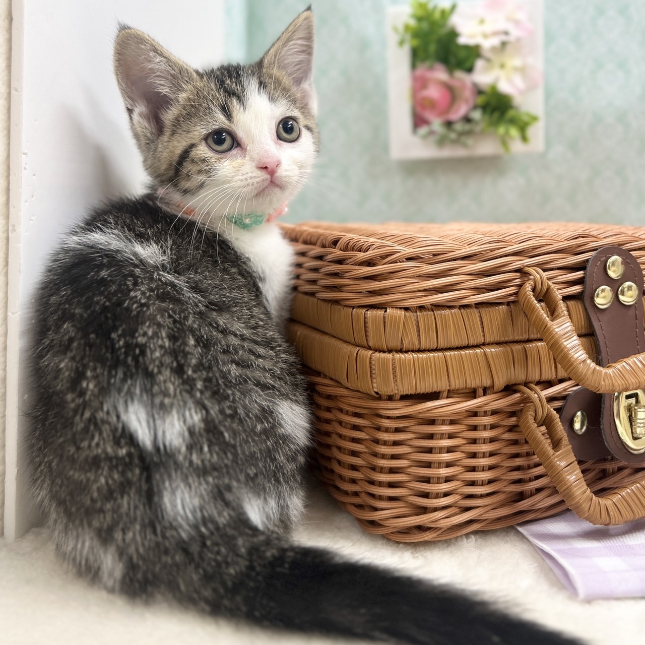 神奈川県のスコティッシュフォールド (にゃんこハウスPAW/2025年11月10日生まれ/女の子/ブラウンタビーホワイト)の子猫の4枚目の画像