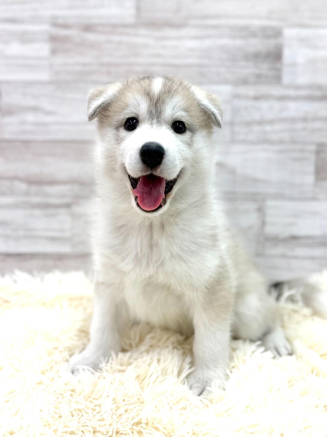 神奈川県のハーフ犬・ミックス犬 (ペッツコンシェル川崎小田栄店/2026年3月7日生まれ/女の子/シルバーホワイト)の子犬