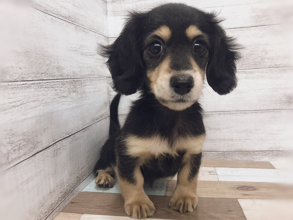 新潟県のミニチュアダックスフンド(ロング) (竹内ペット 白根店/2025年9月15日生まれ/女の子/ブラック＆タン)の子犬の1枚目の画像