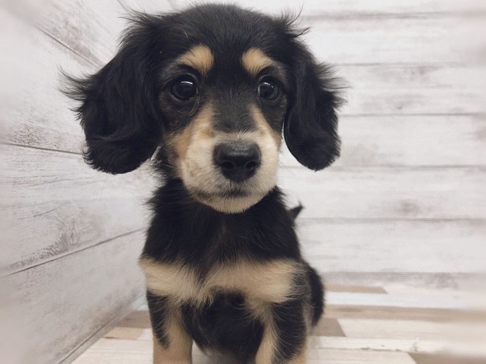 新潟県のミニチュアダックスフンド(ロング) (竹内ペット 白根店/2025年9月15日生まれ/女の子/ブラック＆タン)の子犬の2枚目の画像