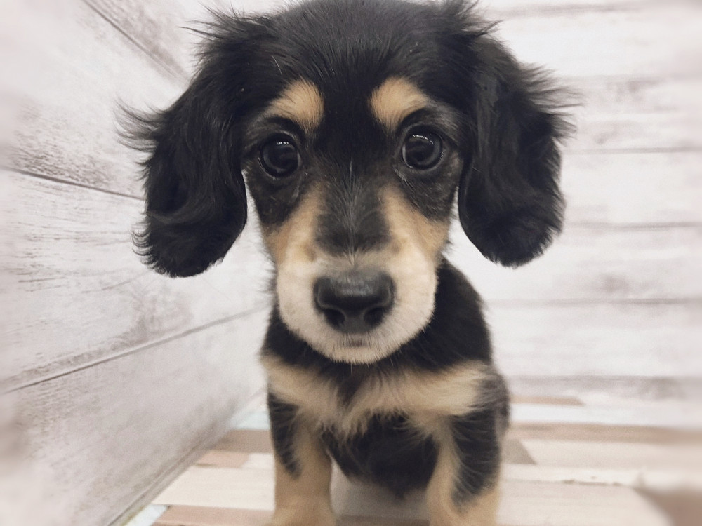 新潟県のミニチュアダックスフンド(ロング) (竹内ペット 白根店/2025年9月15日生まれ/女の子/ブラック＆タン)の子犬の3枚目の画像