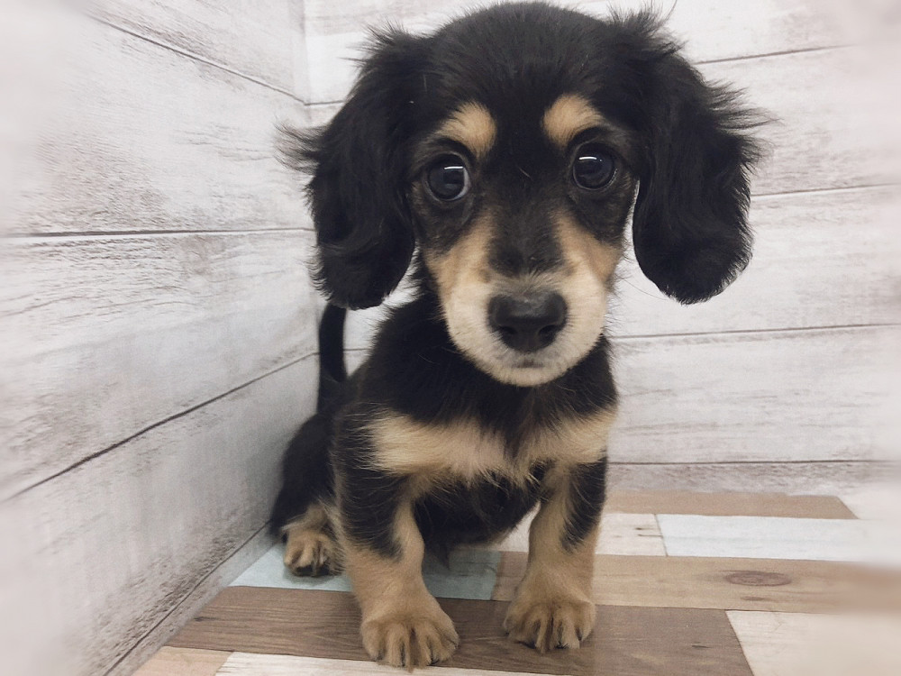 新潟県のミニチュアダックスフンド(ロング) (竹内ペット 白根店/2025年9月15日生まれ/女の子/ブラック＆タン)の子犬の4枚目の画像