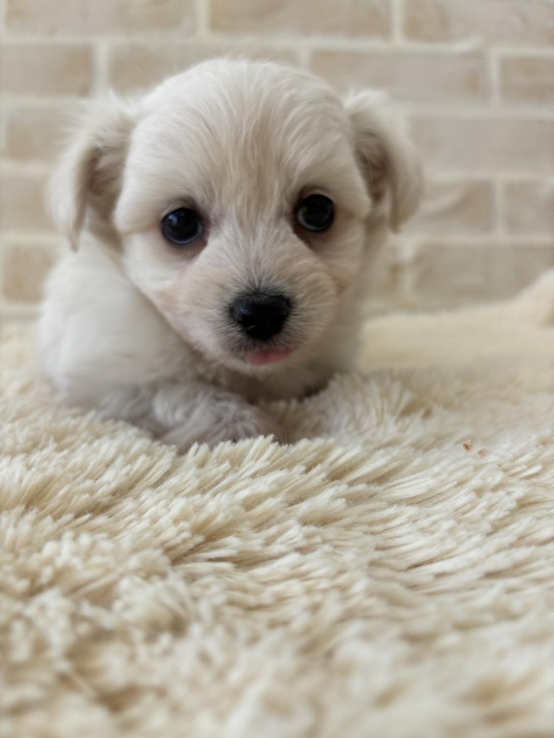 佐賀県のチワマル/マルチワ(チワワ×マルチーズ) (スタードッグス新鳥栖店/2025年12月2日生まれ/男の子/ホワイト)の子犬の1枚目の画像