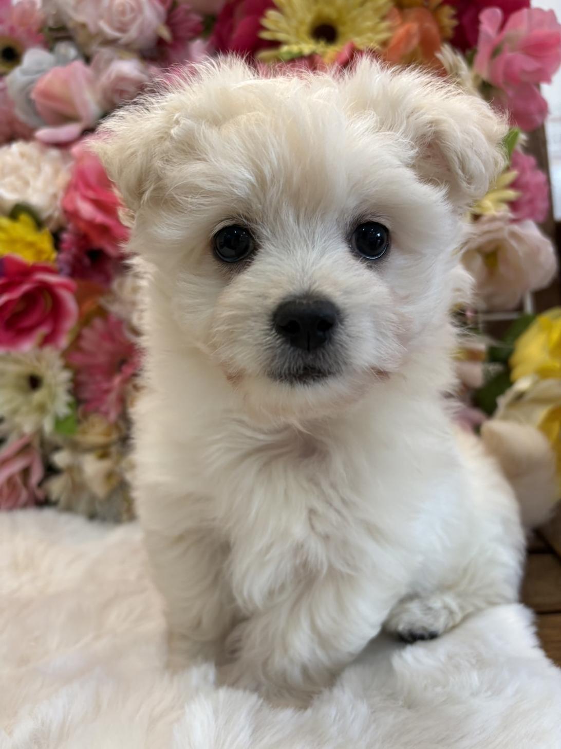 福岡県のチワマル/マルチワ(チワワ×マルチーズ) (スタードッグス大牟田店/2025年12月2日生まれ/男の子/ホワイト)の子犬の1枚目の画像