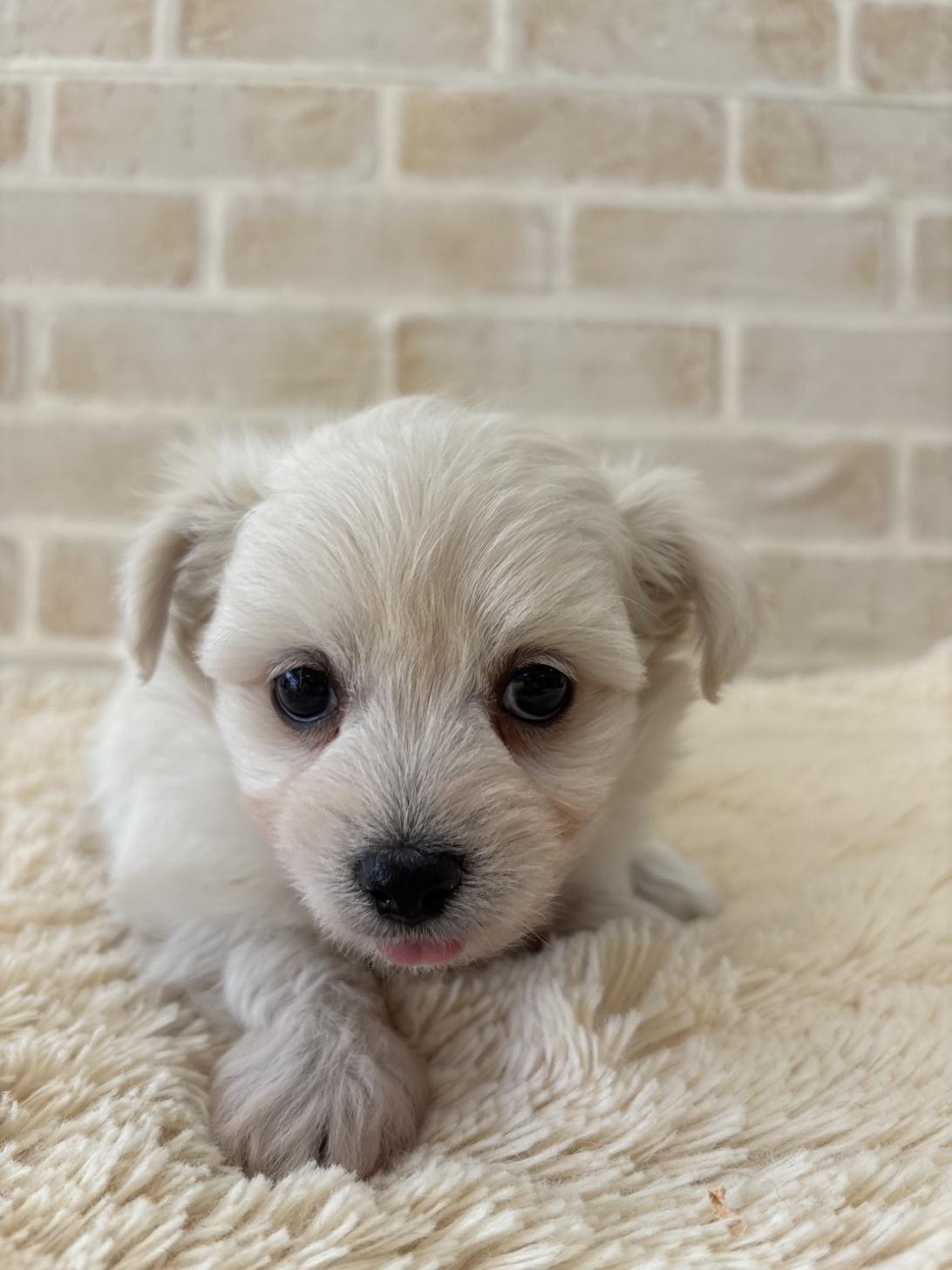 佐賀県のチワマル/マルチワ(チワワ×マルチーズ) (スタードッグス新鳥栖店/2025年12月2日生まれ/男の子/ホワイト)の子犬の2枚目の画像