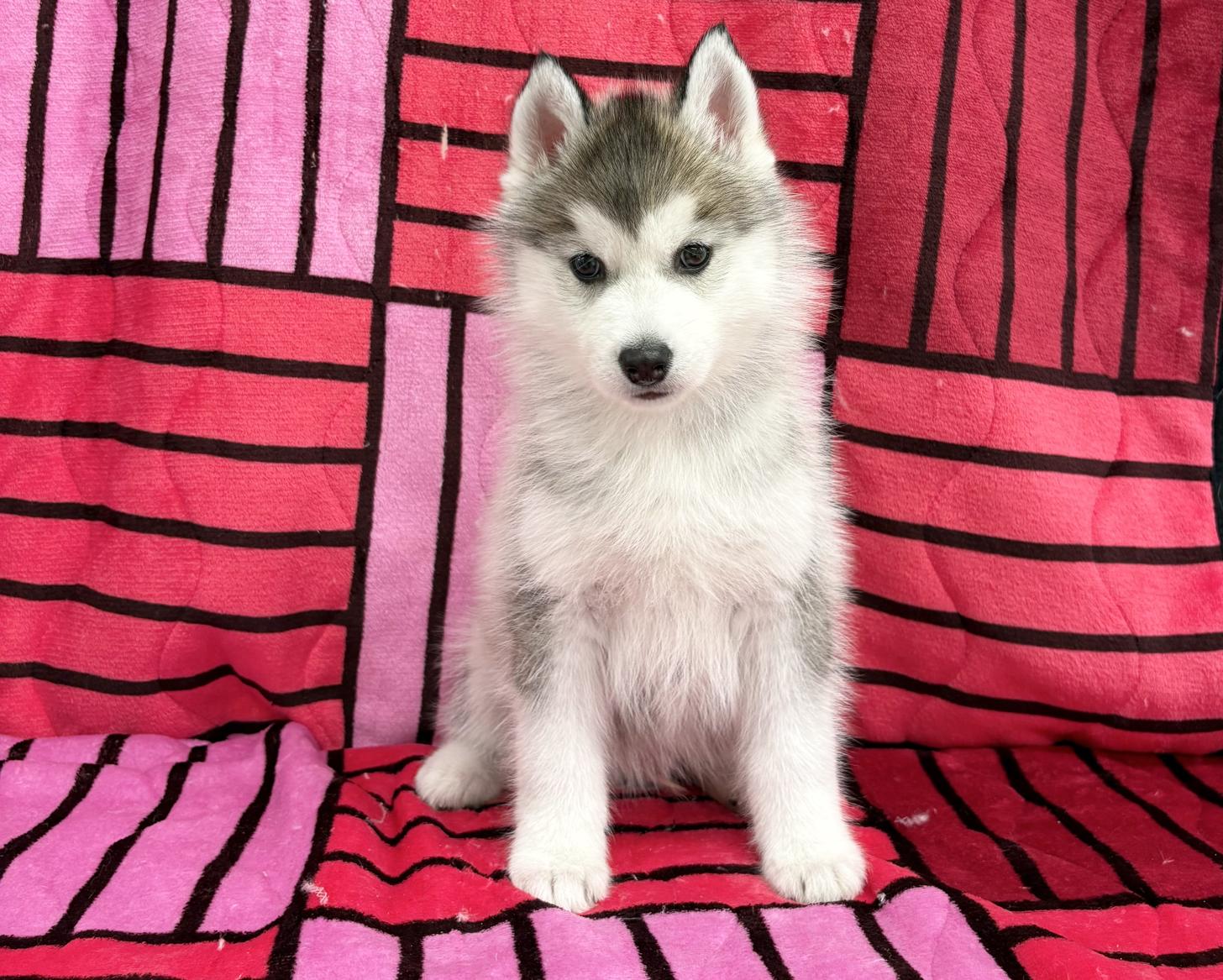 愛知県のシベリアンハスキー (ハピースペット春日井アミーゴ店/2025年11月9日生まれ/男の子/シルバーホワイト)の子犬の1枚目の画像