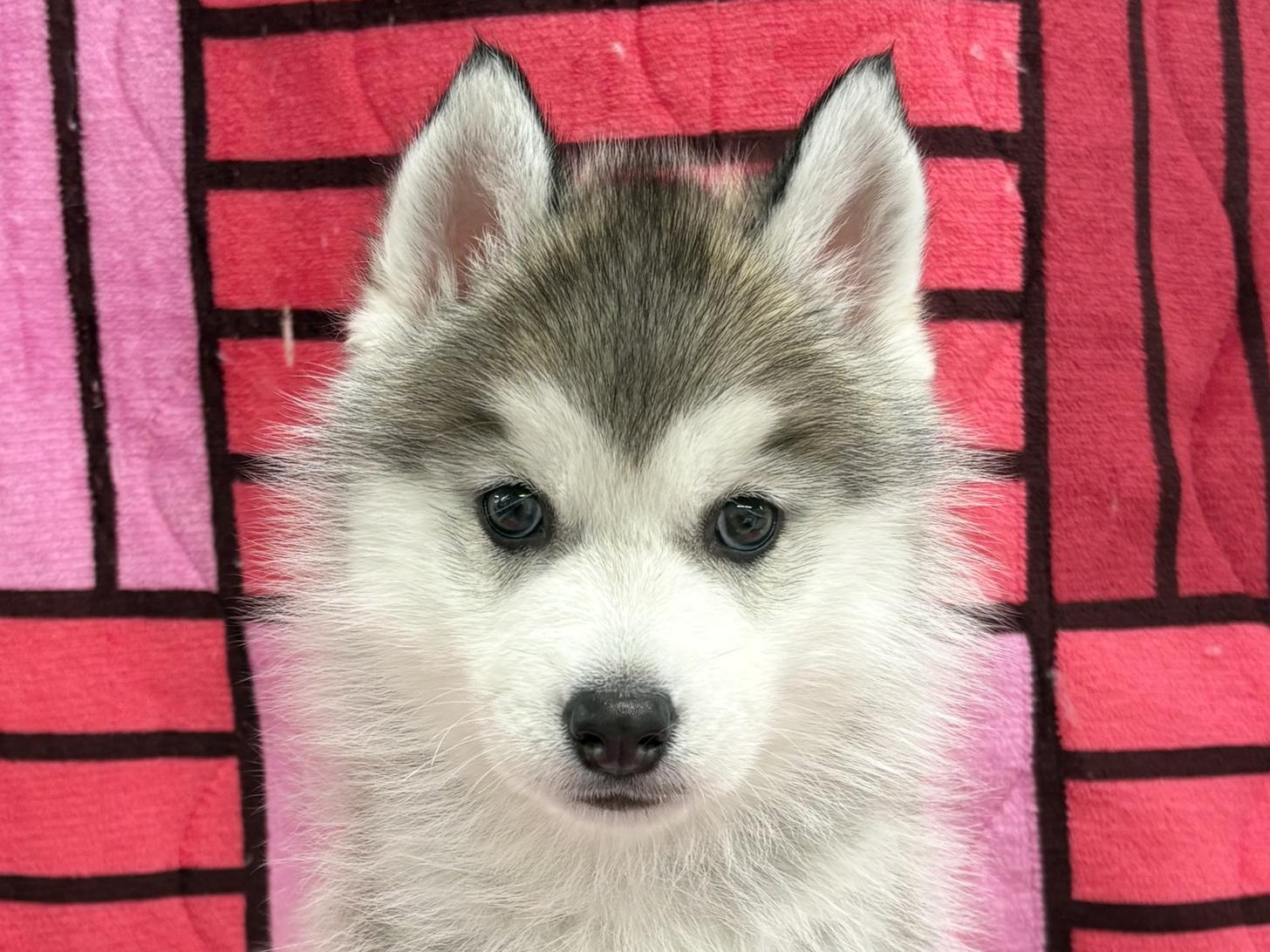 愛知県のシベリアンハスキー (ハピースペット春日井アミーゴ店/2025年11月9日生まれ/男の子/シルバーホワイト)の子犬の2枚目の画像