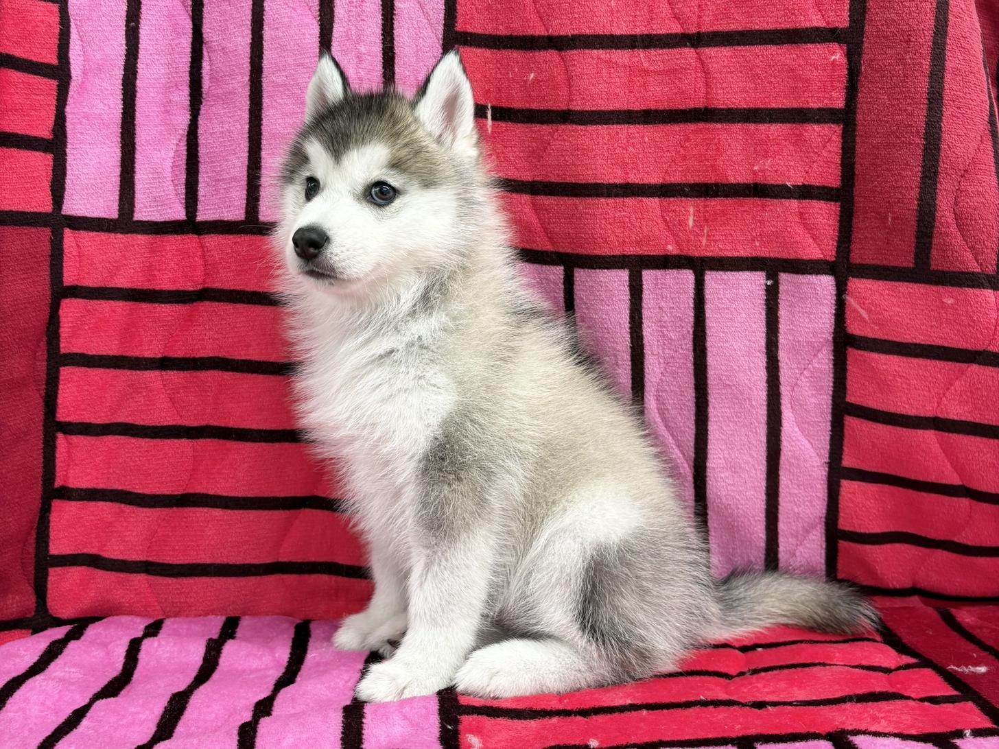 愛知県のシベリアンハスキー (ハピースペット春日井アミーゴ店/2025年11月9日生まれ/男の子/シルバーホワイト)の子犬の3枚目の画像