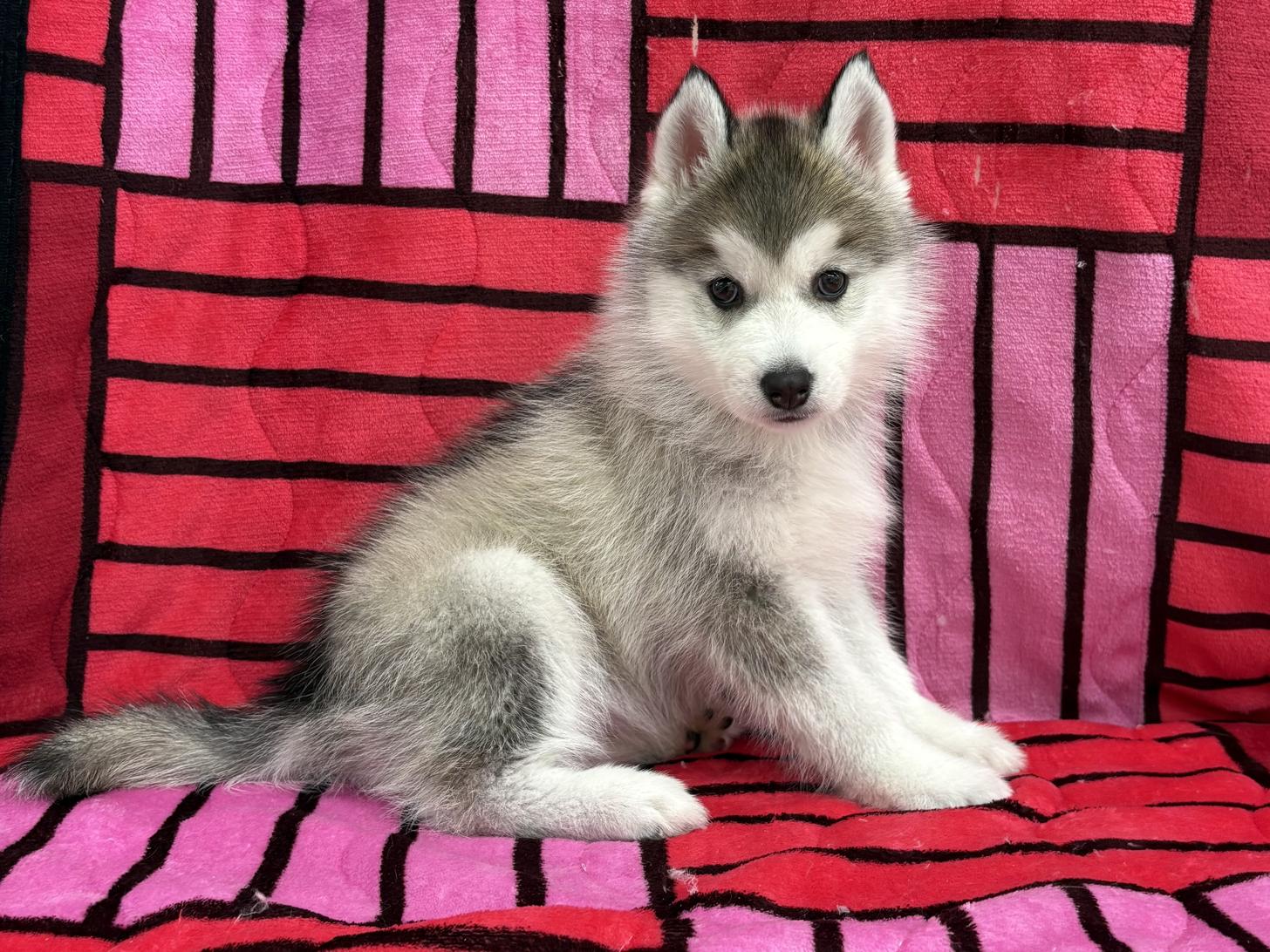 愛知県のシベリアンハスキー (ハピースペット春日井アミーゴ店/2025年11月9日生まれ/男の子/シルバーホワイト)の子犬の4枚目の画像