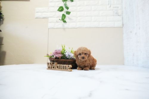 滋賀県のトイプードル(タイニー) (いっぷく湖南店/2025年11月25日生まれ/男の子/レッドフォーン)の子犬の1枚目の画像